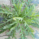 Arugula Seeds, 5g