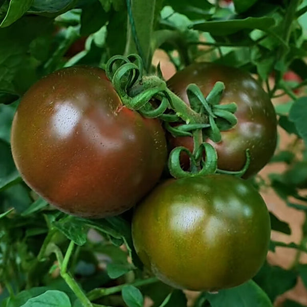 'Big Black Beauty' Tomato Seeds, 6 Seeds