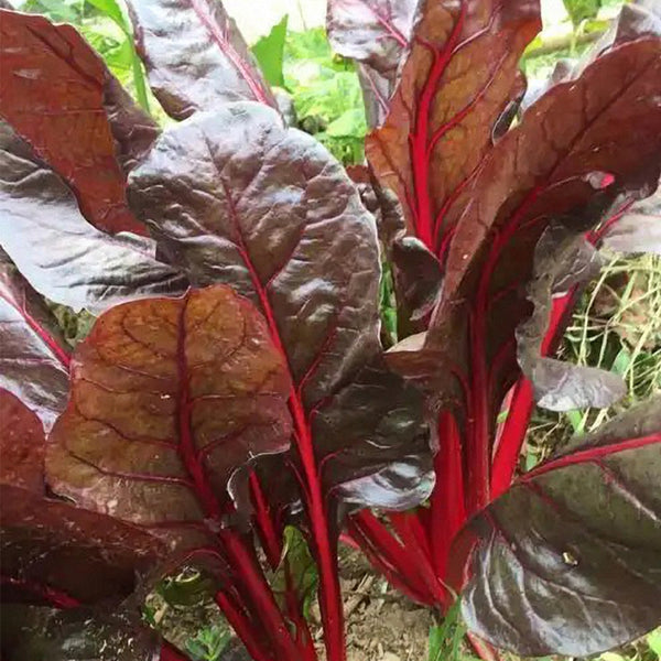 Red-Leaf Chard Seeds, 5g
