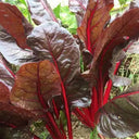 Red-Leaf Chard Seeds, 5g