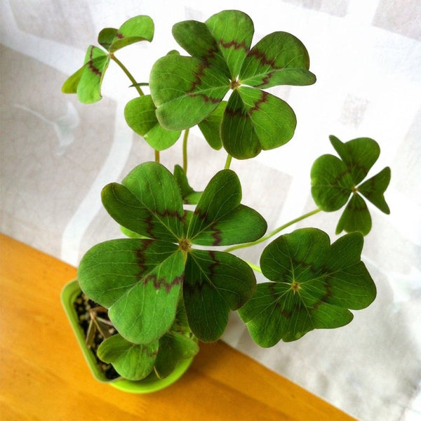 Oxalis deppei 'Mexico BotKA G4', 10 Bulbs