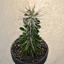 Alluaudia montagnacii, 7-8cm