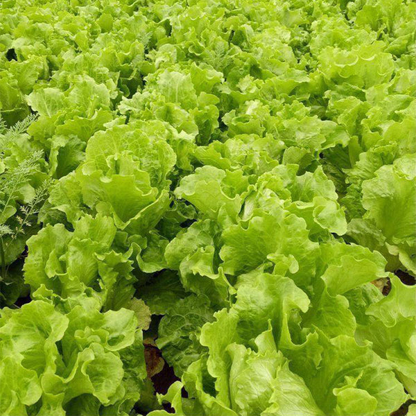 'Jiemei' Late Bolt Italian Lettuce Seeds, 25g