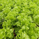 'Jiemei' Late Bolt Italian Lettuce Seeds, 25g
