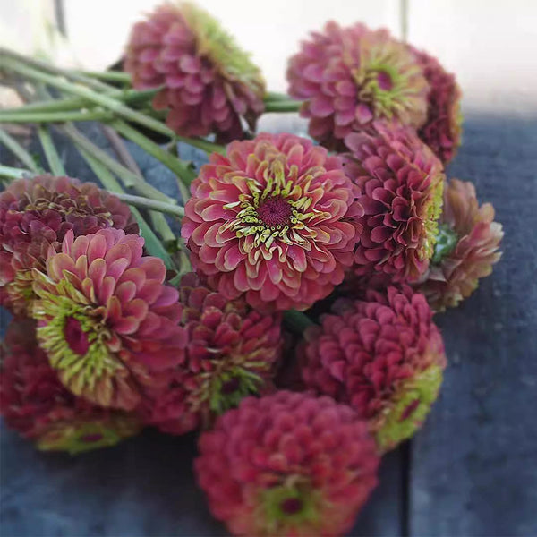 Zinnia elegans 'Queeny Lime Red', 5 Seeds