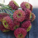 Zinnia elegans 'Queeny Lime Red', 5 Seeds