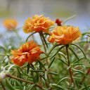 Hezhichun Orange Moss-Rose Purslane Seeds, 1g