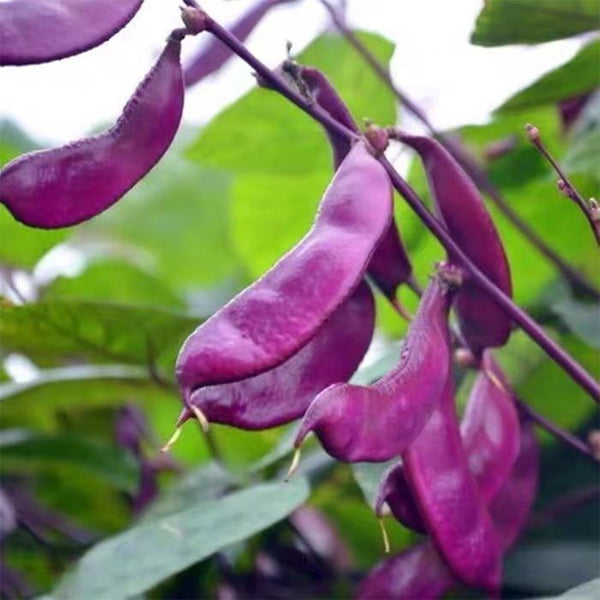 Purple Hyacinth Bean Seeds, 5g Per Bag
