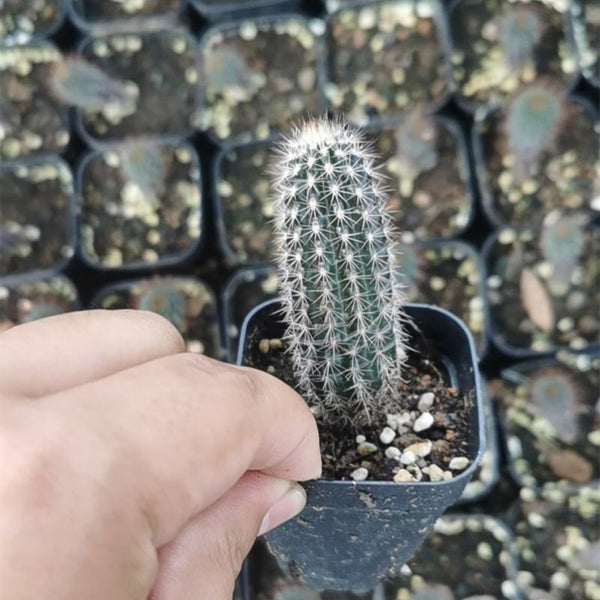 Setiechinopsis mirabilis, 4-5cm