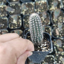 Setiechinopsis mirabilis, 4-5cm