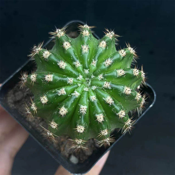 Echinopsis hybrid 'Nongtaojin', 3-4cm