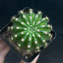 Echinopsis hybrid 'Nongtaojin', 3-4cm