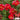 Hezhichun Red Moss-Rose Purslane Seeds, 1g