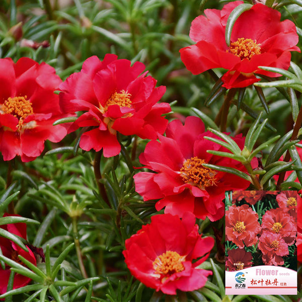 Hezhichun Red Moss-Rose Purslane Seeds, 1g