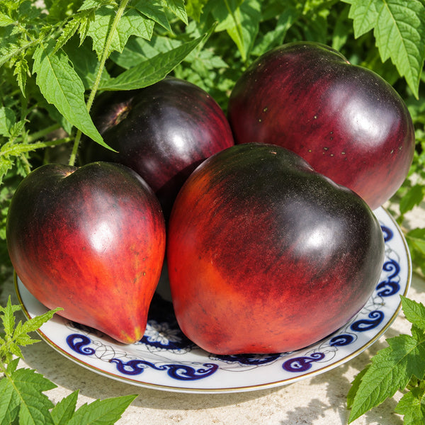 494 Sergeant Pepper Blue Heart Tomato, 5 Seeds