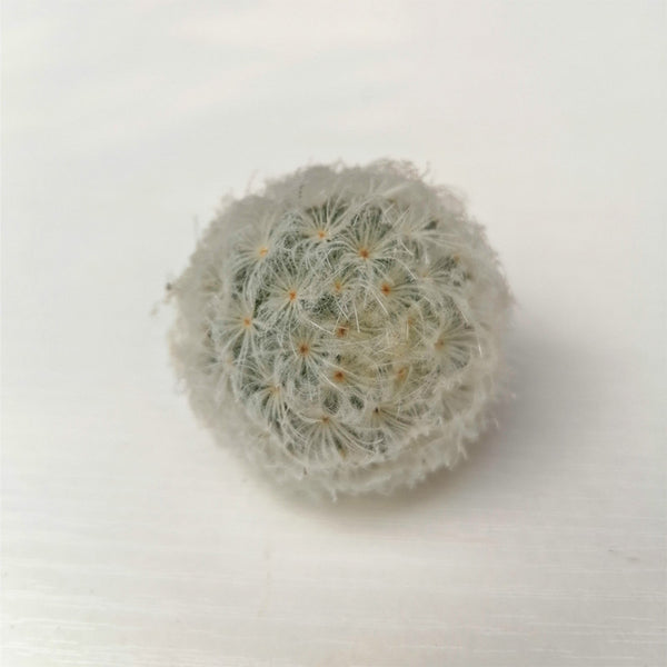 Feather Cactus, 3-4cm