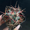 Ferocactus emoryi subsp. covillei, 3-4cm
