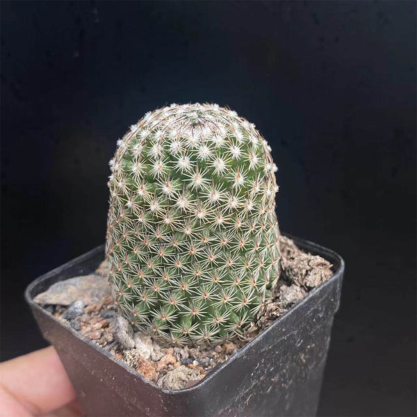 Mammillaria matudae, 3-4cm