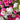 Petunia, 500 Seeds