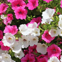 Petunia, 500 Seeds