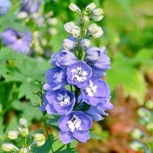 Large-flowered Delphinium Seeds, 200 Seeds