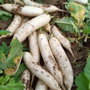 'Guangliang No.22' Radish Seeds, 50g