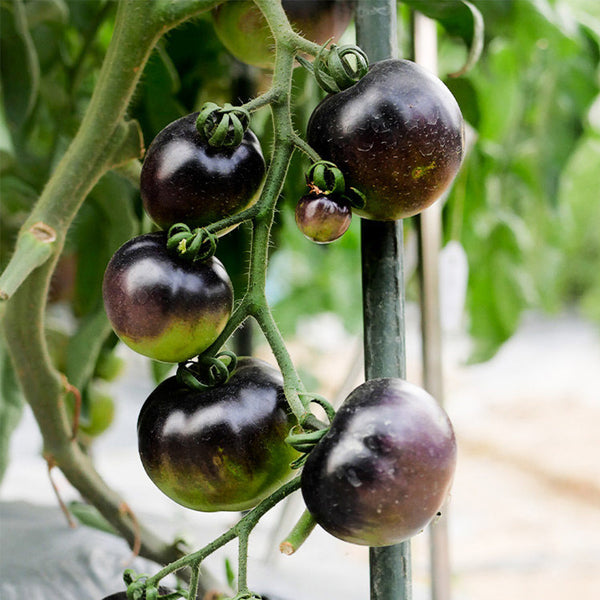 Obsidian Tomato, 20-30 Seeds