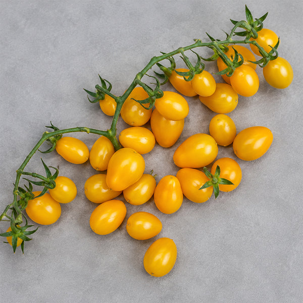 24 Yellow Submarine Tomato, 5 Seeds
