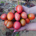 Tree tomato Seeds, 20 Seeds