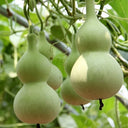 Small Waist Gourd, 20 Seeds