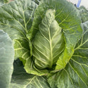 Huachen Oxheart Cabbage Seeds, 10g
