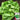 Jiemei Butter Leaf Lettuce, 2000 Seeds