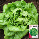 Jiemei Butter Leaf Lettuce, 2000 Seeds