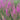 Purple Loosestrife Seeds, 500 Seeds