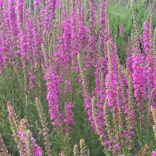 Purple Loosestrife Seeds, 500 Seeds