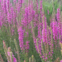 Purple Loosestrife Seeds, 500 Seeds