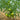 647 Green Diamond Tomato, 5 Seeds