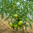647 Green Diamond Tomato, 5 Seeds