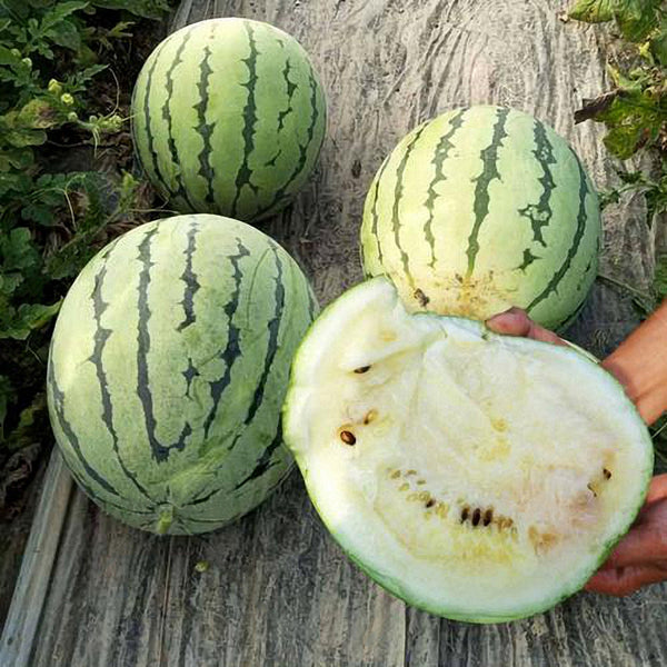 Snow Pear White Watermelon Seeds, 10g