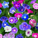 Mixed Color Morning Glory Seeds, 200 Seeds