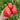 346 Pink Mace Tomato, 5 Seeds