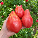 346 Pink Mace Tomato, 5 Seeds