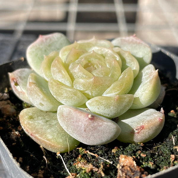 Echeveria 'White Lotus', 3pcs x 1-head