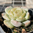 Echeveria 'White Lotus', 3pcs x 1-head