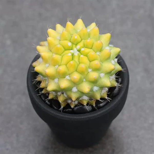 Variegated Mammillaria Live Cactus