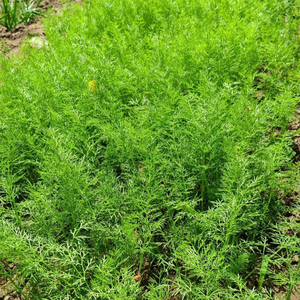 Small Leaf Fennel, 1000 Seeds