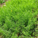 Small Leaf Fennel, 1000 Seeds