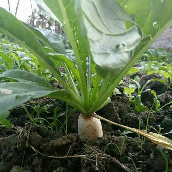 'Xinxuan 13-6' Early-Maturing Radish Seeds, 20g