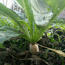 'Xinxuan 13-6' Early-Maturing Radish Seeds, 20g