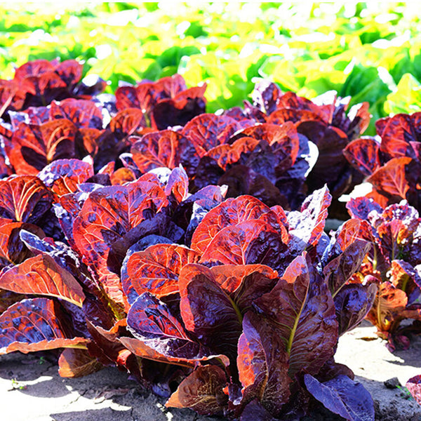 'Jing Zique' Lettuce Seeds, 1g